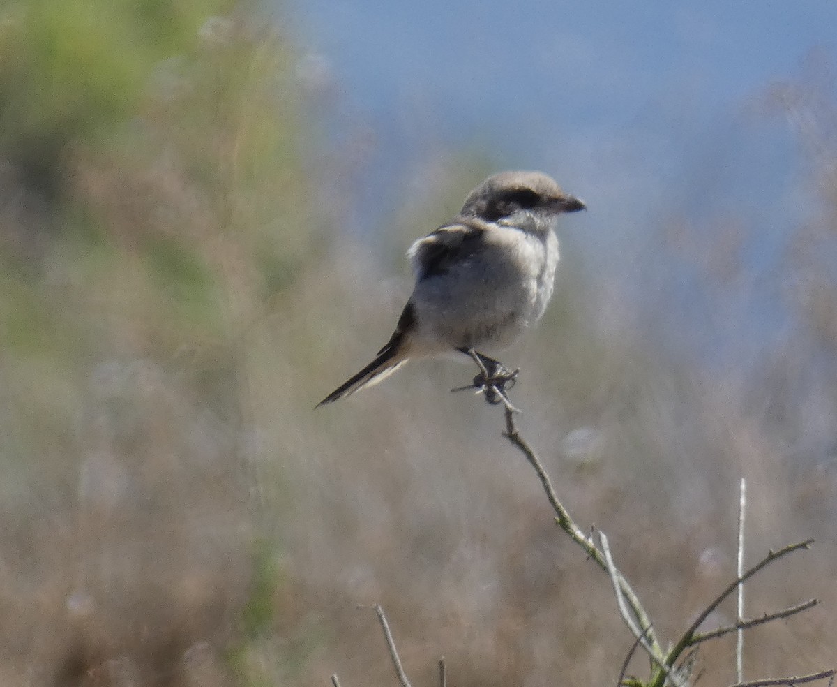 Loggerhead Shrike - ML641410793