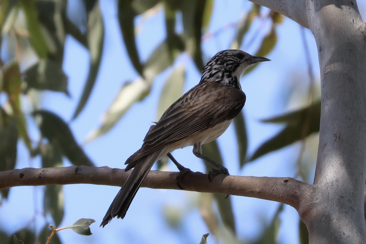 Striped Honeyeater - ML641410796