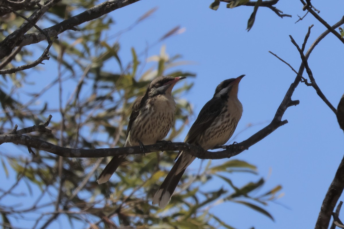 Spiny-cheeked Honeyeater - ML641410801