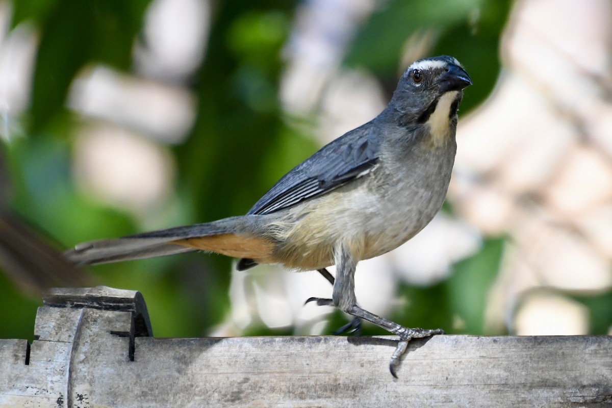 Saltator gris - ML641410803