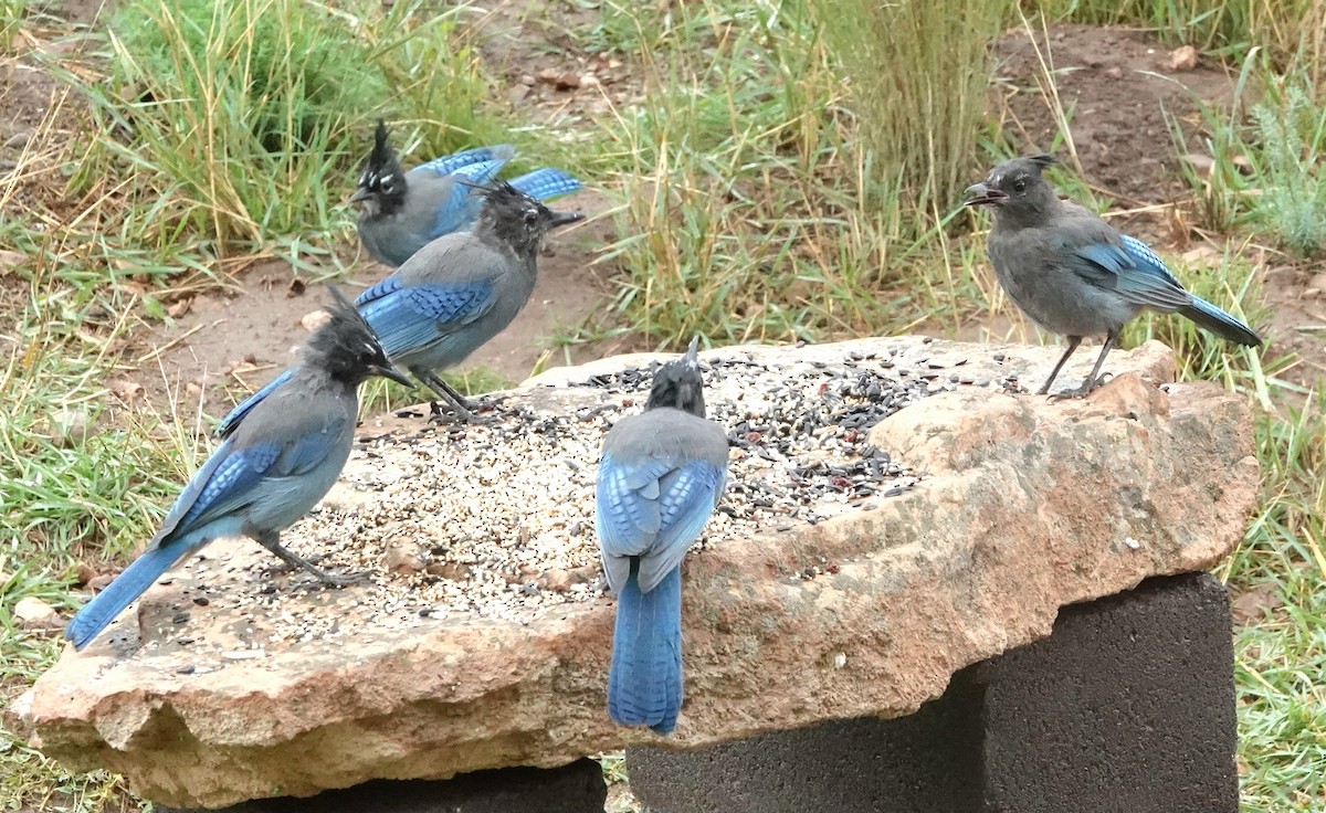 Steller's Jay (Southwest Interior) - ML641410806