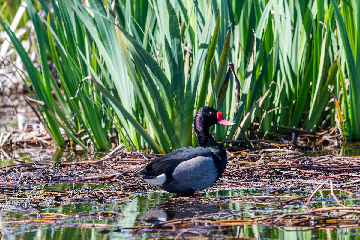 Rosy-billed Pochard - ML641410812
