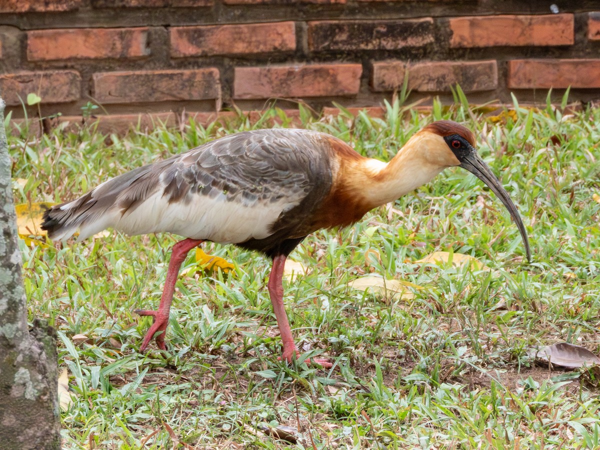 Ibis mandore - ML641410818
