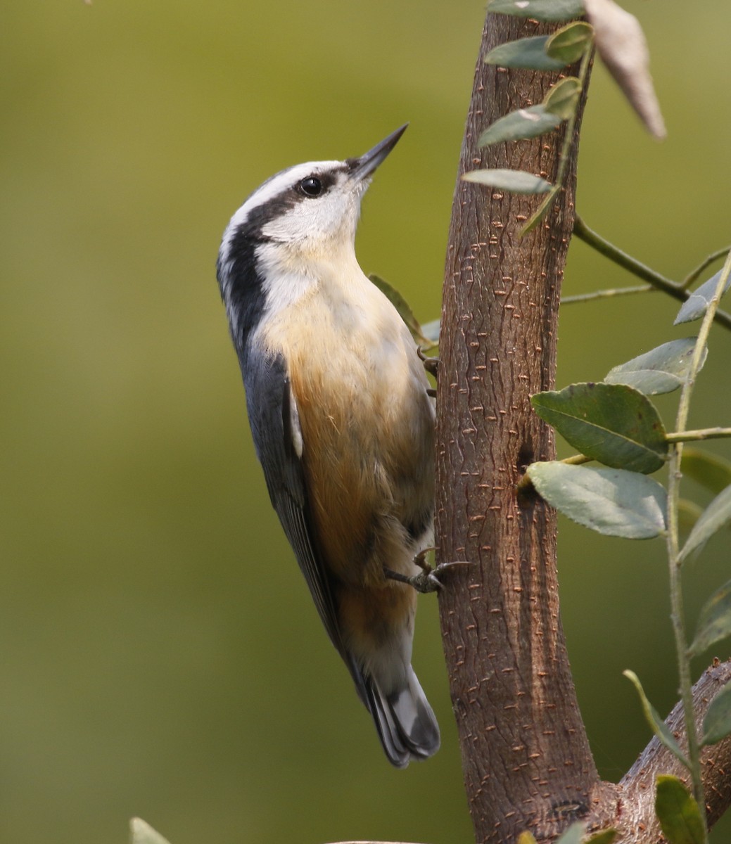 Red-breasted Nuthatch - ML641410823
