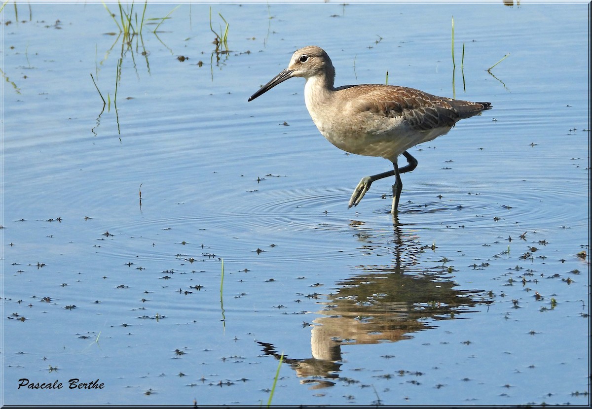 Willet - ML641410824