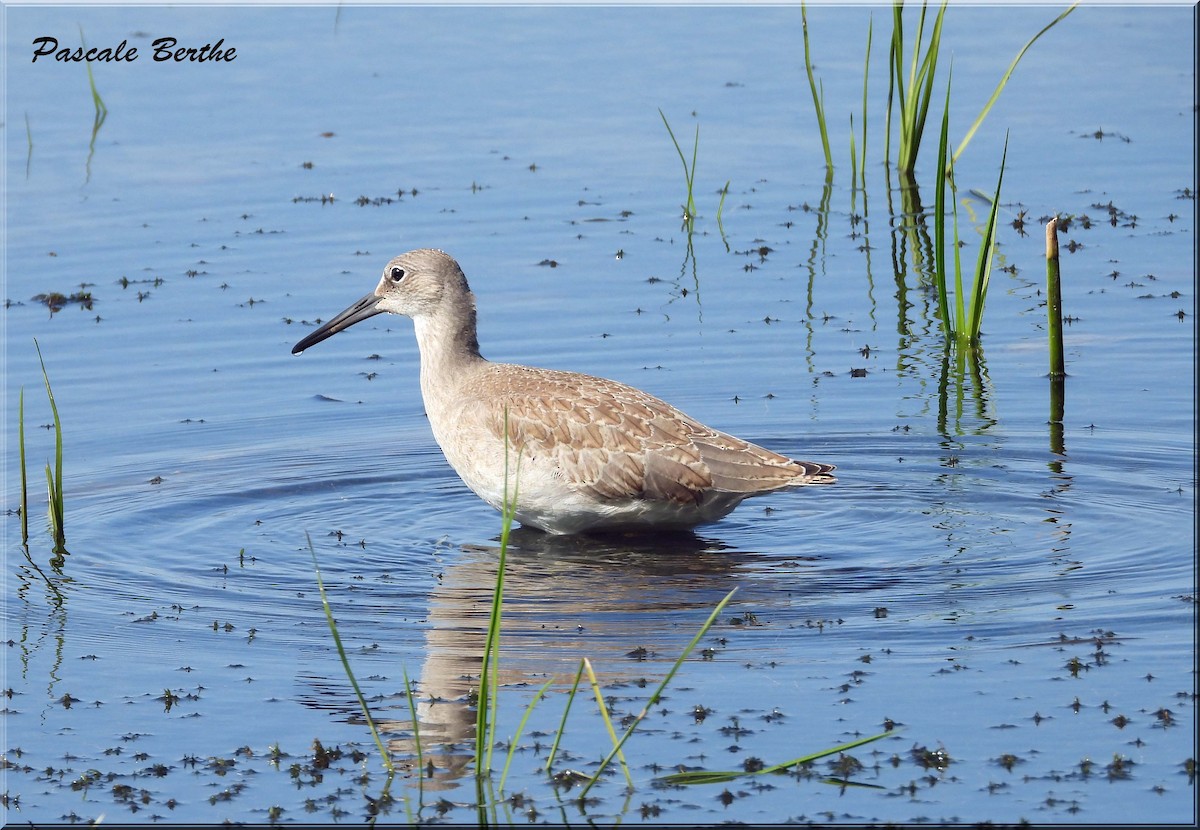 Willet - ML641410825