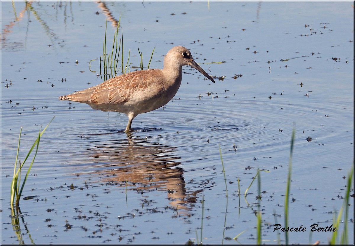 Willet - ML641410826