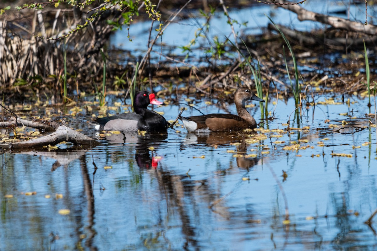 Rosy-billed Pochard - ML641410828