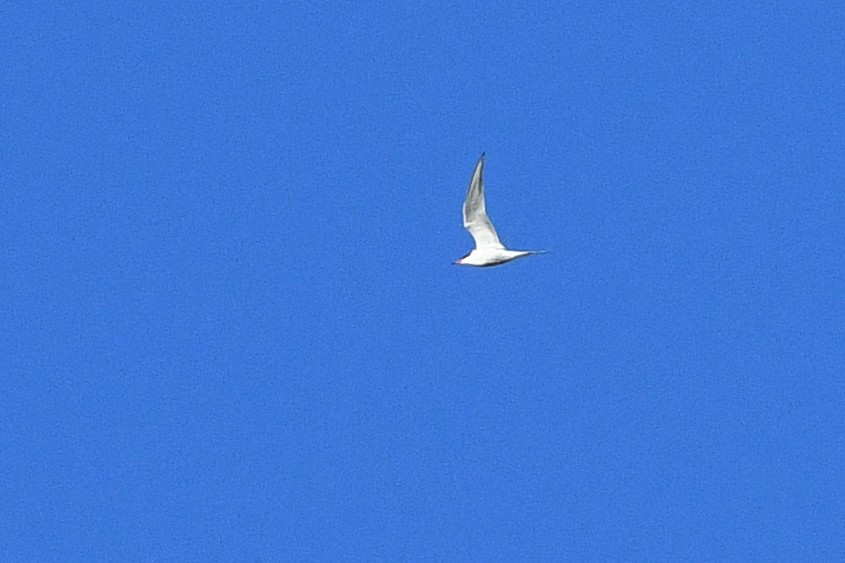 Common Tern - ML641410829