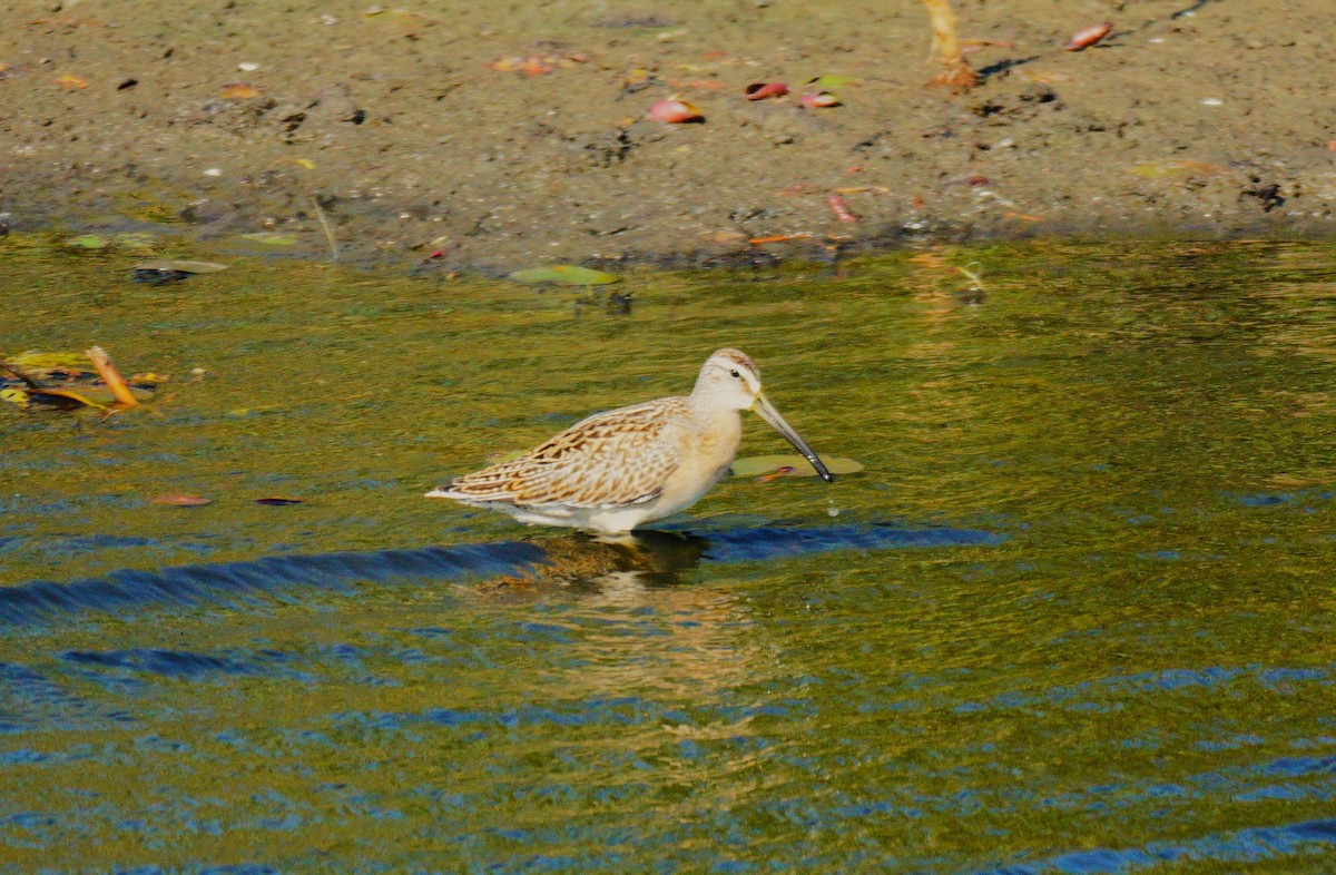 Short-billed Dowitcher - ML641410831
