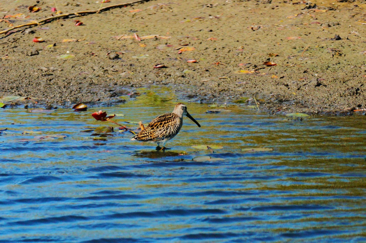 Short-billed Dowitcher - ML641410832