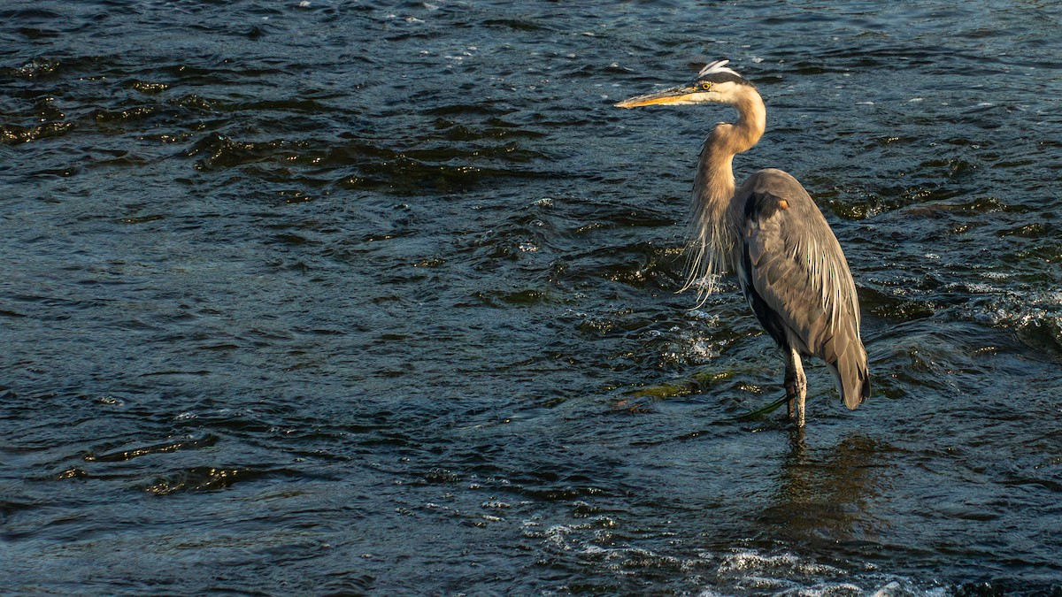Great Blue Heron - ML641410833