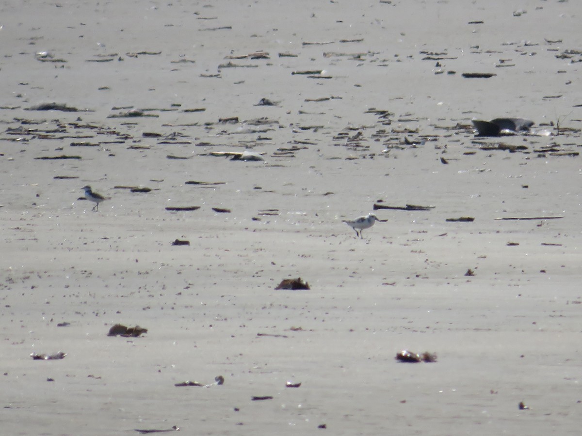 Sanderling - ML641410834