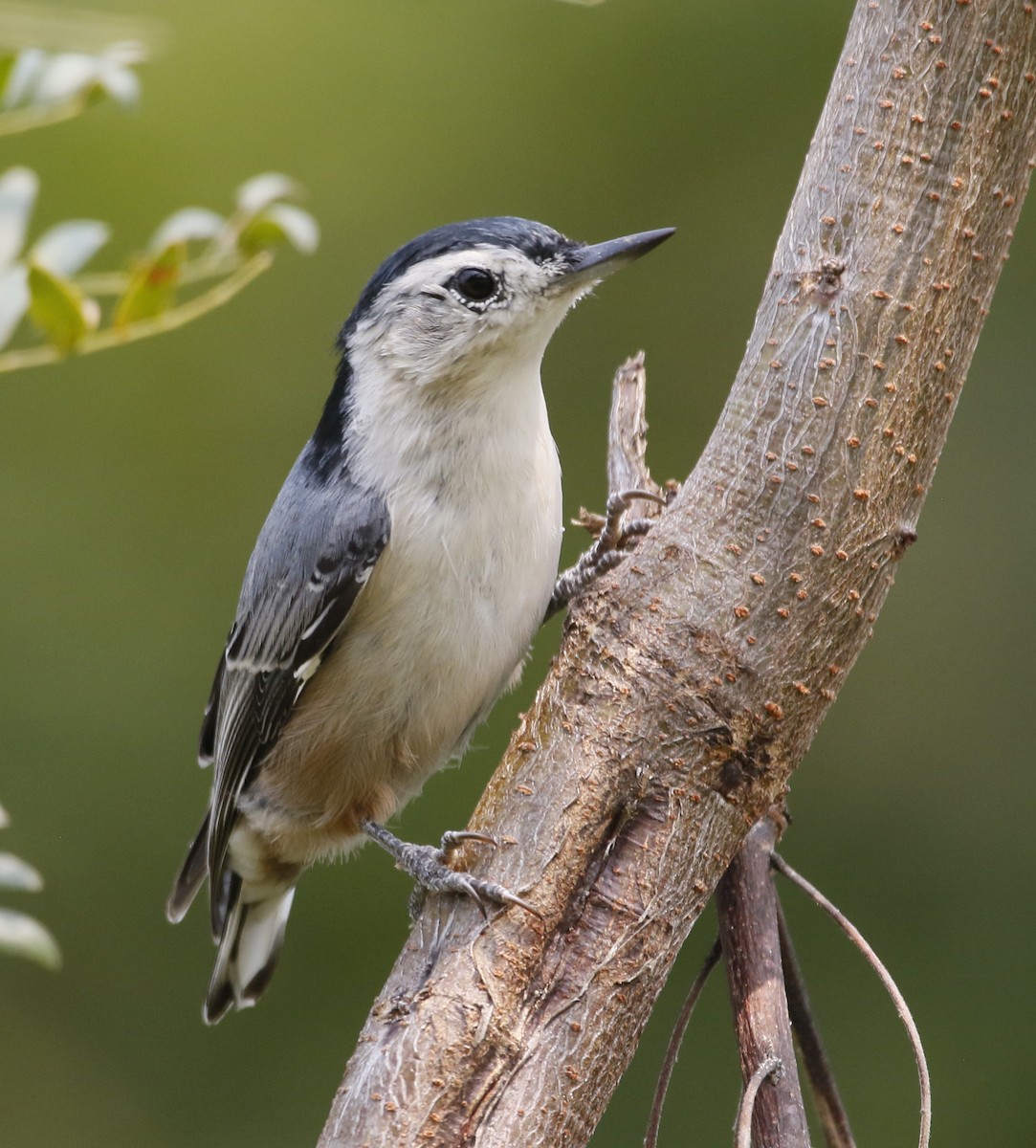 White-breasted Nuthatch - ML641410835
