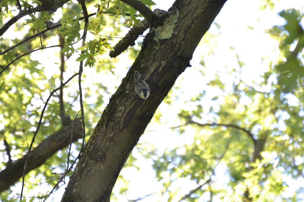 White-breasted Nuthatch - ML641410836