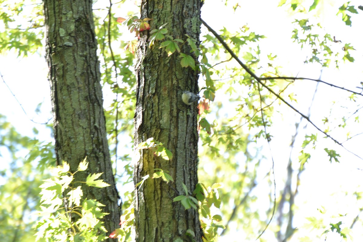 White-breasted Nuthatch - ML641410838