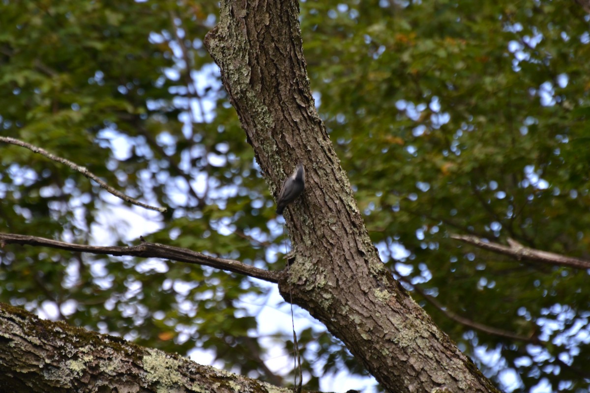 White-breasted Nuthatch - ML641410839