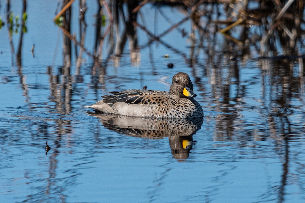Yellow-billed Teal - ML641410841