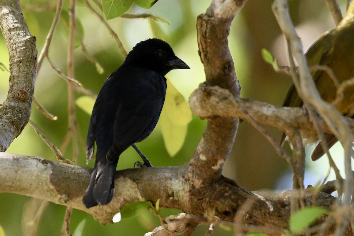 Screaming Cowbird - ML641410842