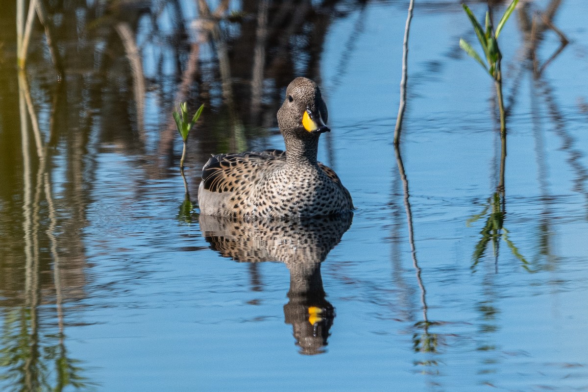 Yellow-billed Teal - ML641410843