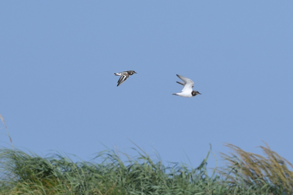 Ruddy Turnstone - ML641410844