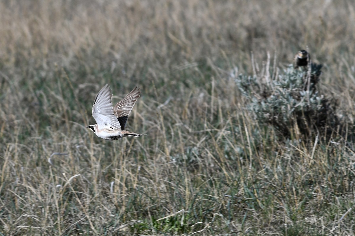 Horned Lark - ML641410845