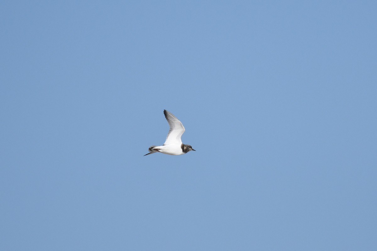 Ruddy Turnstone - ML641410846