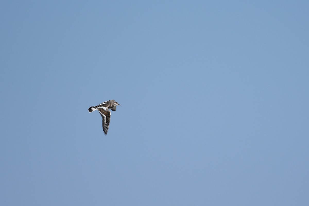 Ruddy Turnstone - ML641410847
