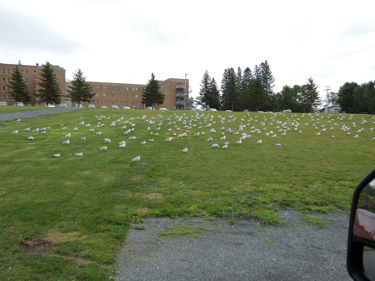 Ring-billed Gull - ML641410851