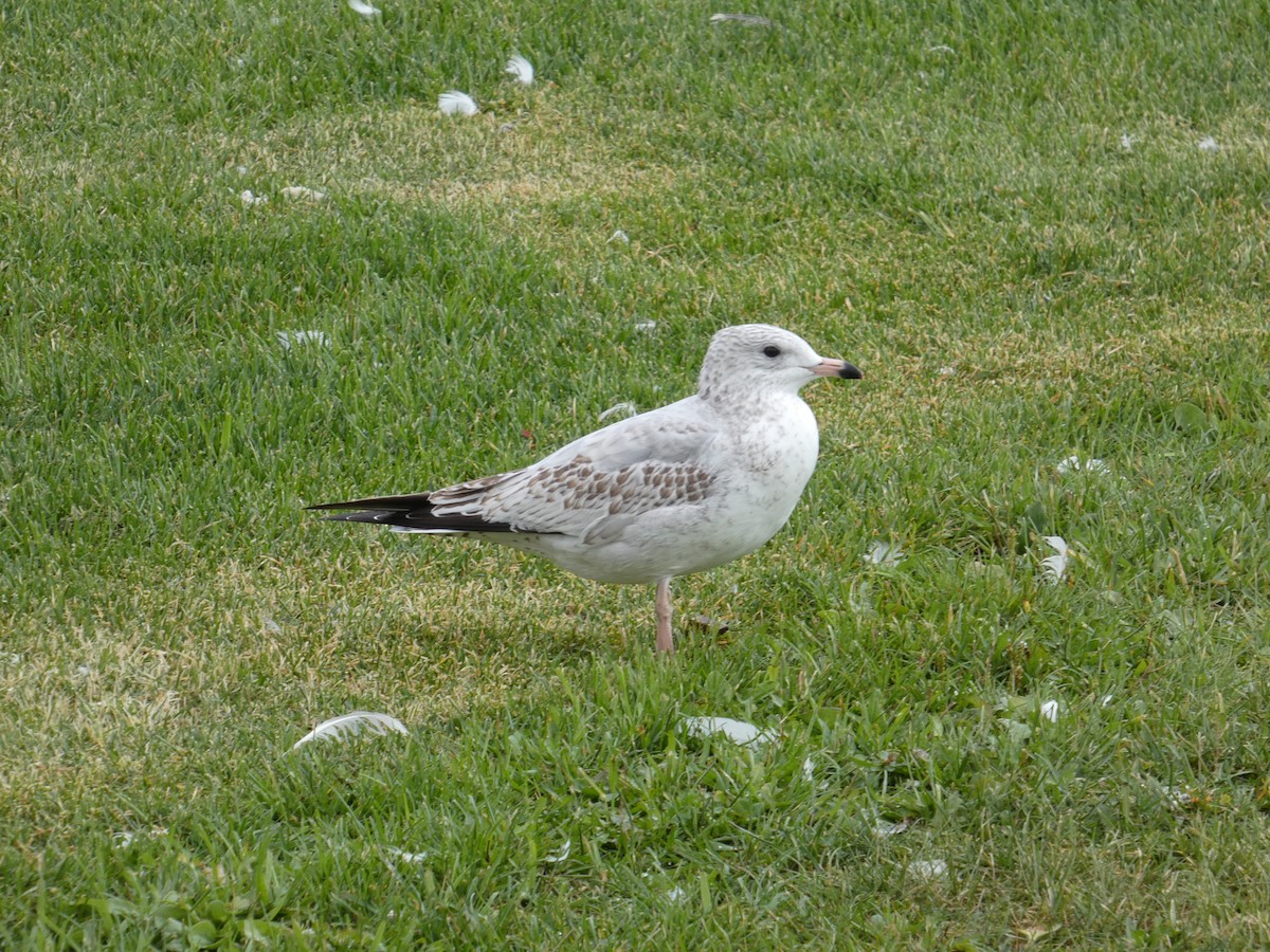 Ring-billed Gull - ML641410852