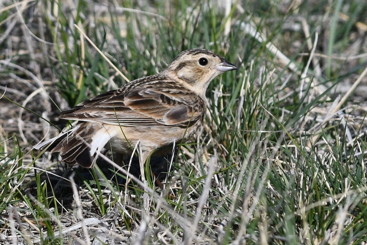 Chestnut-collared Longspur - ML641410854