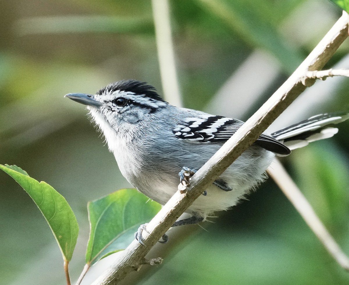 Black-capped Antwren - ML641410855