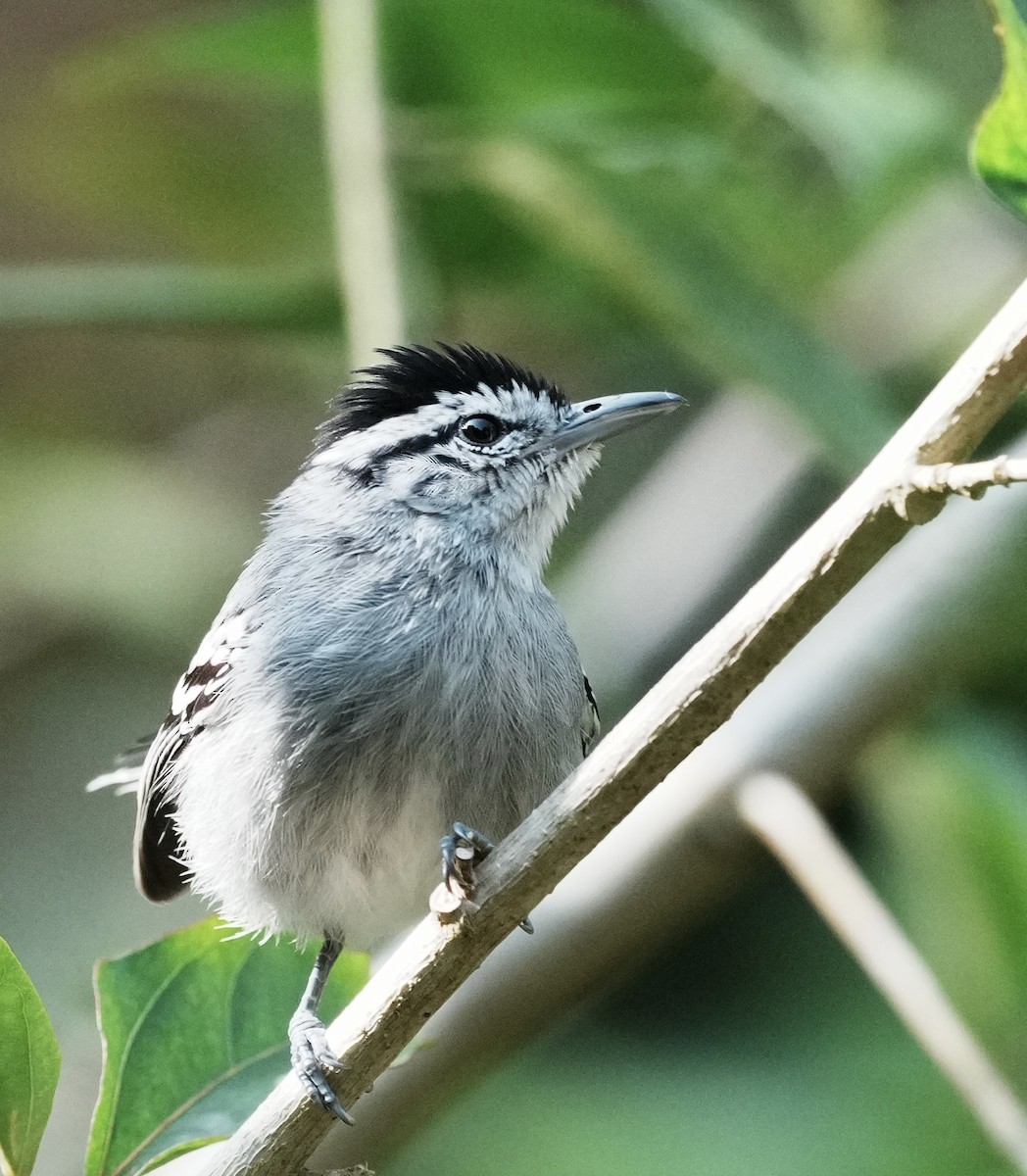 Black-capped Antwren - ML641410856
