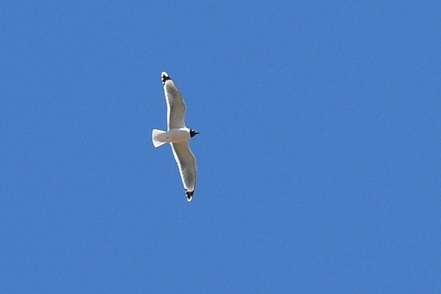 Mouette de Franklin - ML641410857