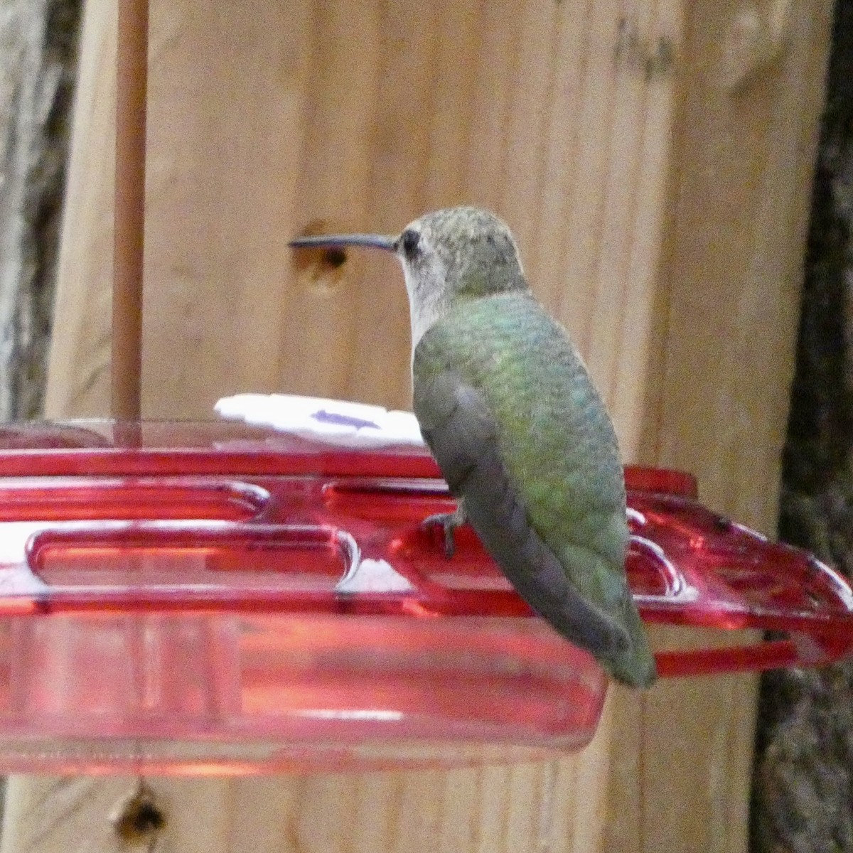 Black-chinned Hummingbird - ML641410871