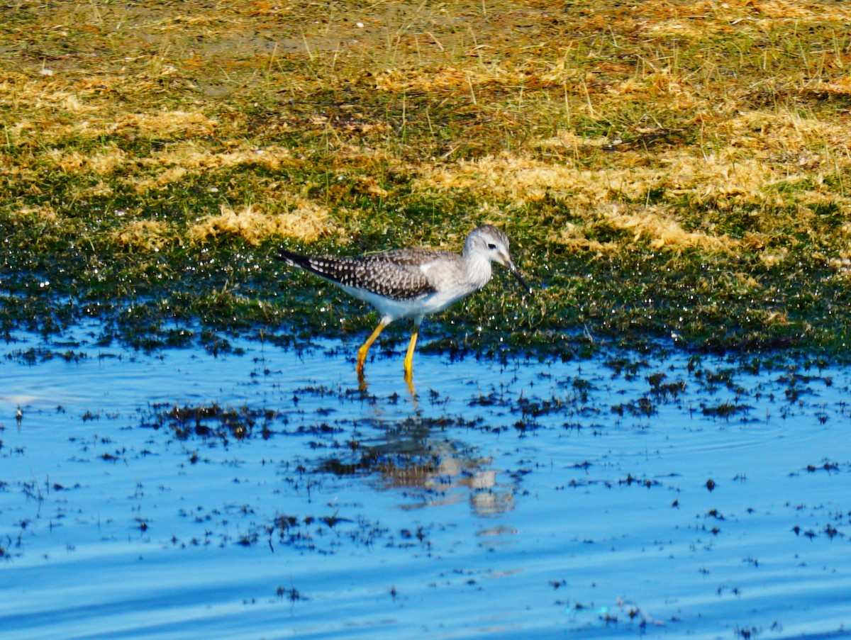 Lesser Yellowlegs - ML641410886