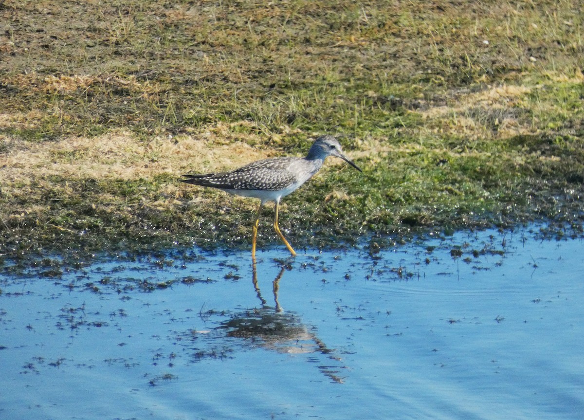 Lesser Yellowlegs - ML641410890