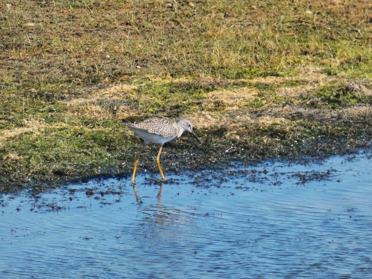 Lesser Yellowlegs - ML641410891