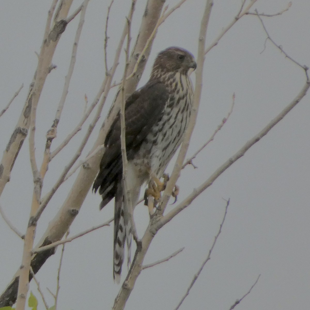 Cooper's Hawk - ML641410897