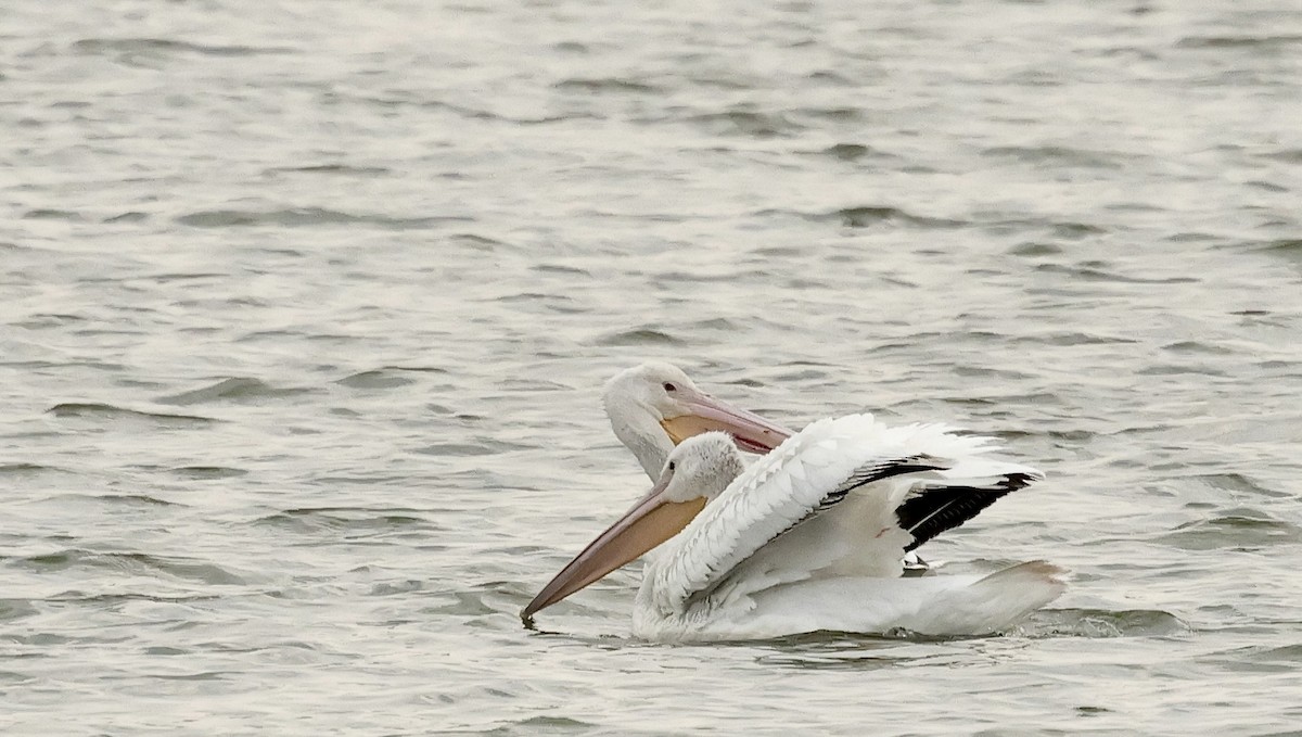 American White Pelican - ML641410908