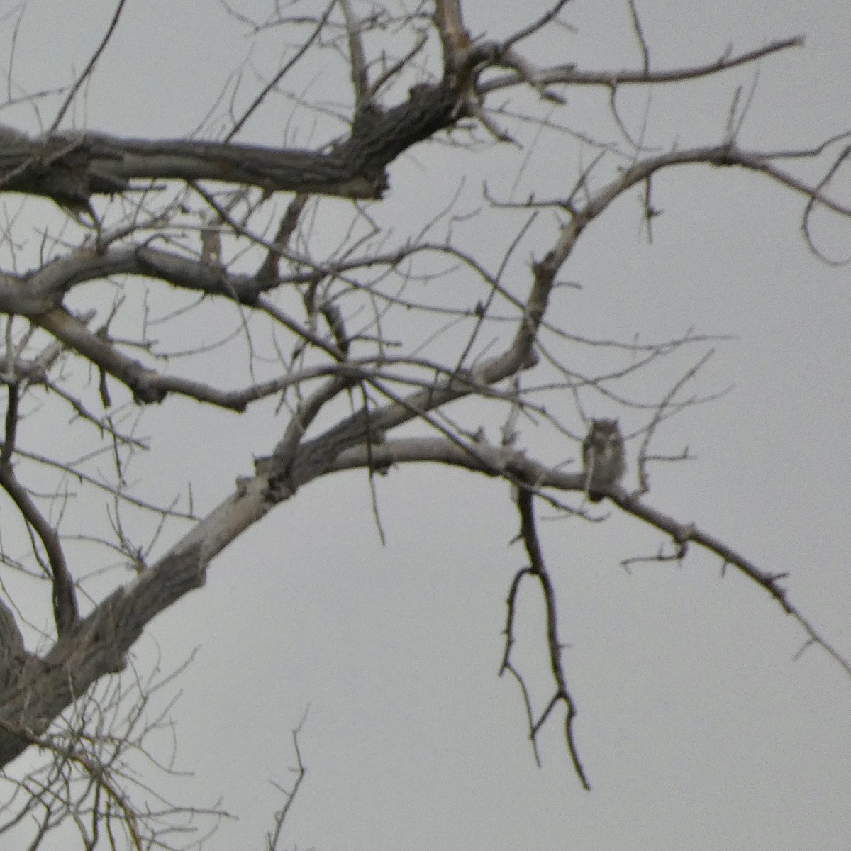 Great Horned Owl - ML641410913
