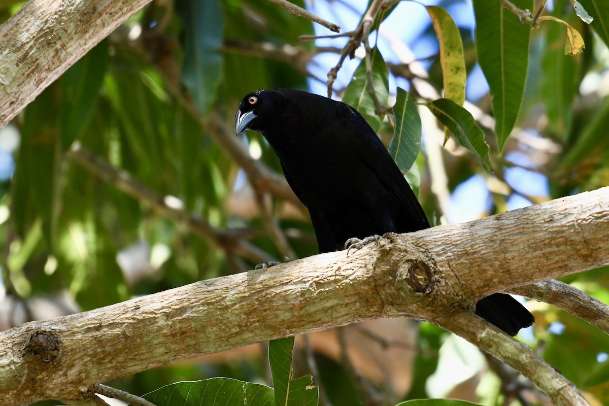 Giant Cowbird - ML641410923