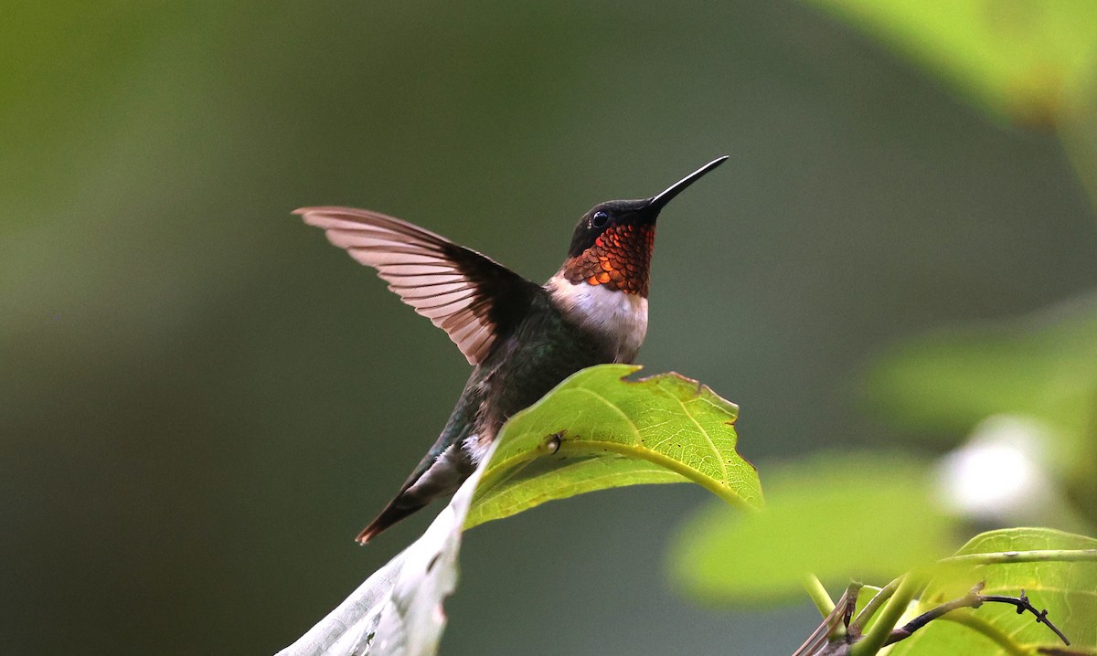 Ruby-throated Hummingbird - ML641410926