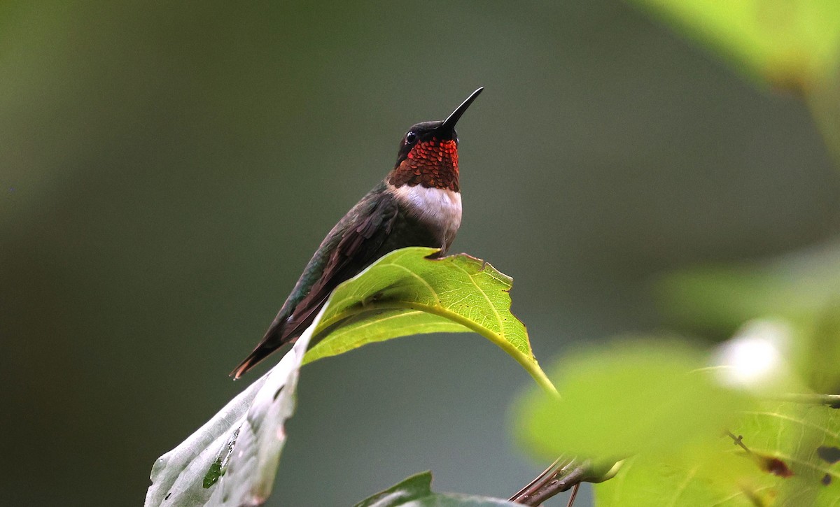 Ruby-throated Hummingbird - ML641410928