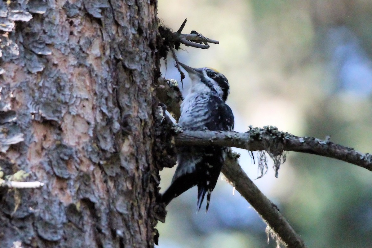 American Three-toed Woodpecker - ML641410929