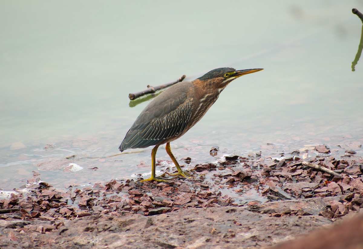 Green Heron - ML641410931