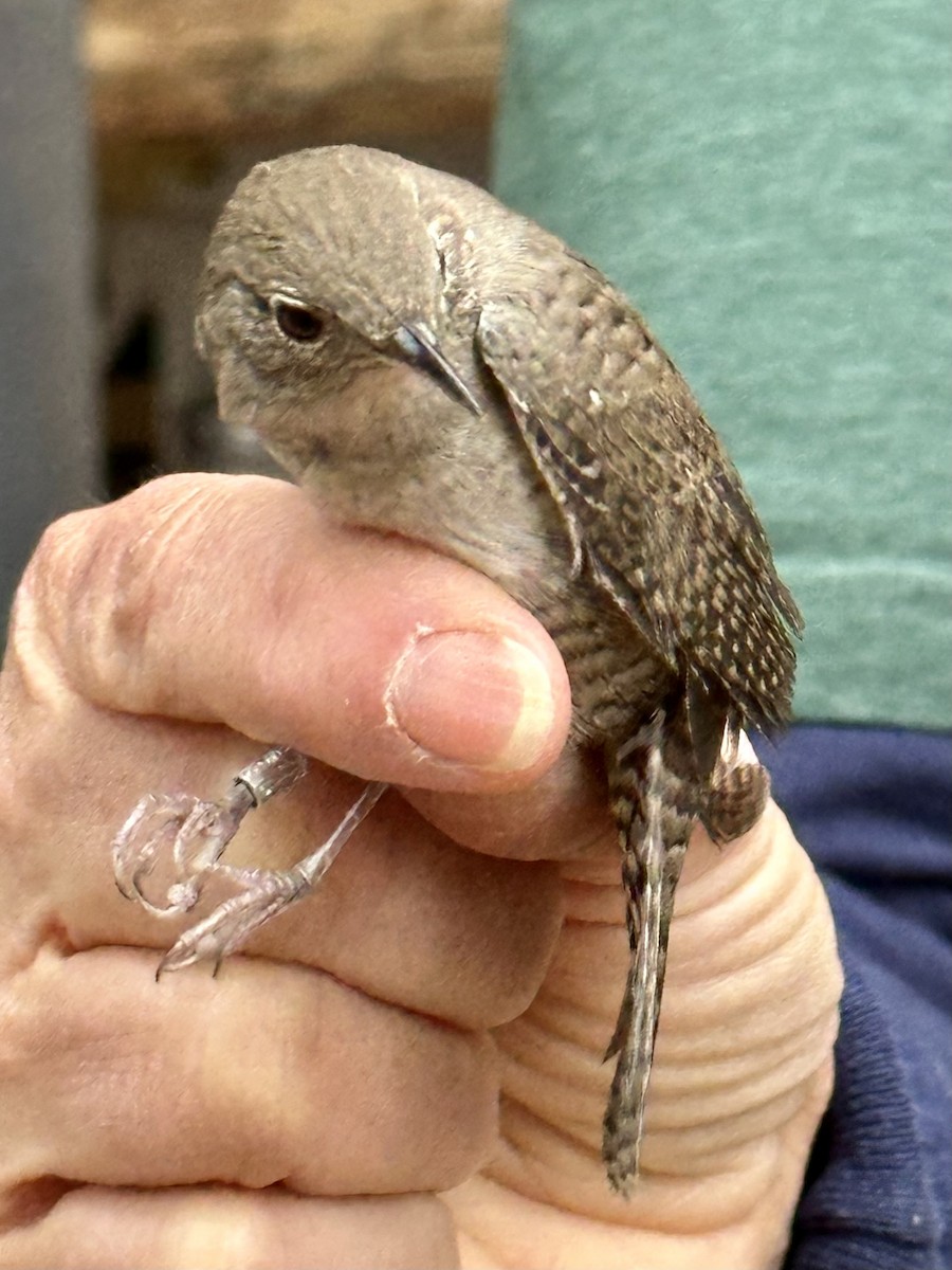 Northern House Wren - ML641410932