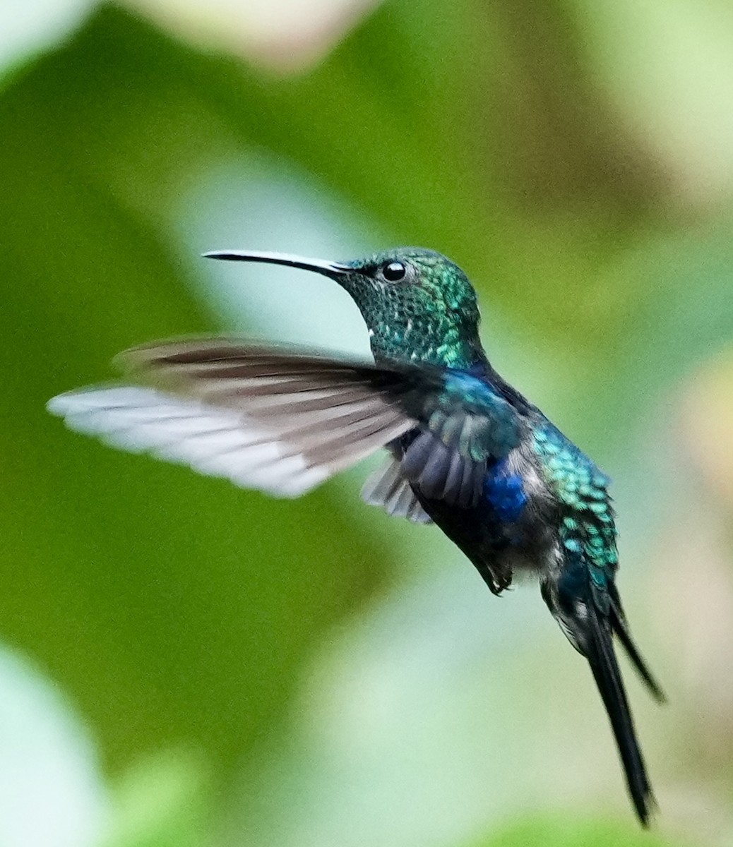 Fork-tailed Woodnymph - ML641410933