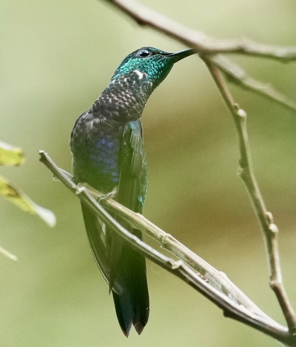 Fork-tailed Woodnymph - ML641410935