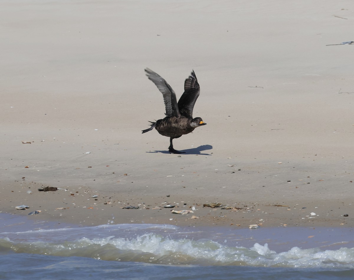 Black Scoter - ML641410936